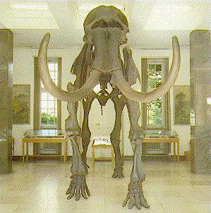 Mammut im Museum der Universität Münster