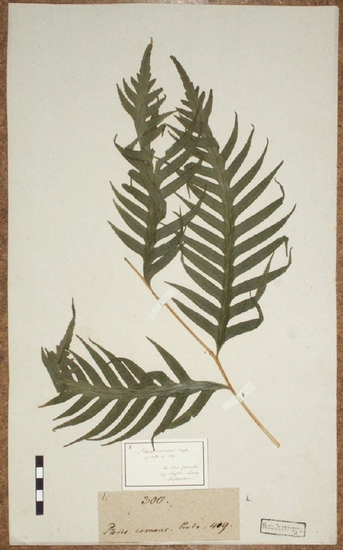 Foto eines von Georg Forster auf Neuseeland gesammelten Farns (Pteris comans), der im Herbarium der Georg-August-Universität Göttingen aufbewahrt wird