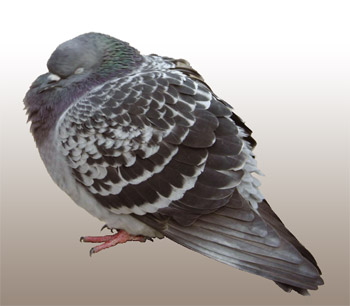 Eine Taube hält ein kleines Nickerchen.