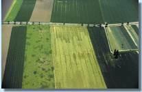 Die Luftaufnahme zeigt es: Bestimmte Unkräuter wie Ackerkratzdisteln treten nesterartig im Feld auf. Eine gezielte Bekämpfung spart Pflanzenschutzmittel. (Foto: BBA)
