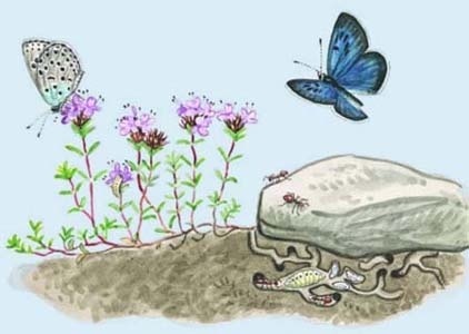 Das Leben eines Ameisenbläulings: Von der Eiablage (links) zum Raupendasein auf der Pflanze und am Boden bis hin zum Transport in die Ameisenkolonie. Dort schlüpft dann der Falter. Grafik: Ökologische Station