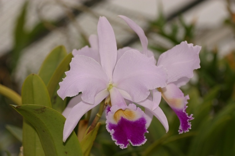 Eine der schönsten Orchideen - die Cattleya