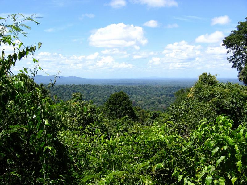 Abb: Der Amazonasregenwald, aufgenommen von der Bodenstation in Brownsberg/Surinam