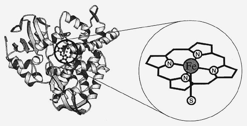 Links das Metallenzym Cytochrom P450, rechts sein aktives Zentrum mit einem Eisen-Baustein (Fe) in der Mitte. Das Größenverhältnis illustriert, wie kleine Modellverbindungen das Studium der Funktionsweise von großen Molekülen vereinfachen können.