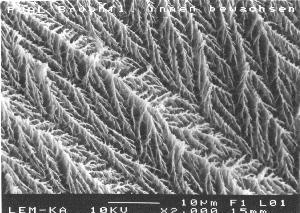 2.000-fache Vergrößerung des Gels, in das die Weißfäulepilze bei der "Gel-Einschluß-Immobilisierung" eingeschlossen werden. Deutlich zu erkennen ist das Grundgerüst des Gels, das normalerweise mit Wasser gefüllt ist.