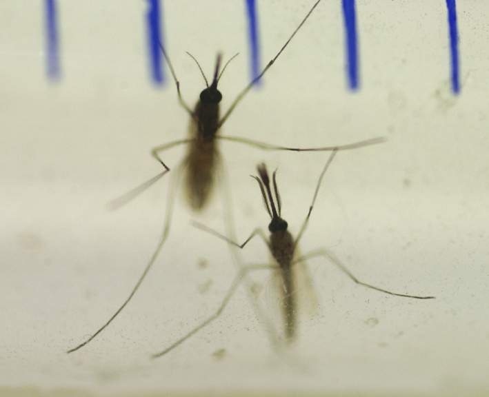 Die Verwahrung der infizierten Anopheles-Stechmücken ist mehrfach gesichert / Fotos: Medienzentrum Universitätsklinikum Heidelberg
