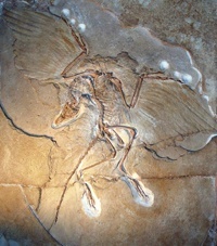 Der Urvogel Archaeopteryx