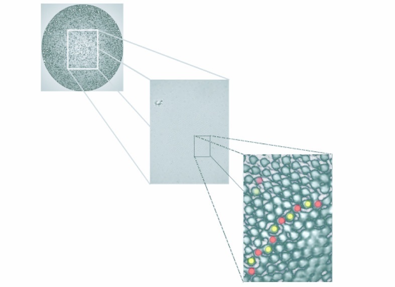 Mikroskopische Aufnahmen von winzigen Polymerkugeln, die sich auf der Oberfläche eines Wassertröpfchens angeordnet haben. Auf dem unteren Bild sind die einzelnen, nur einen Mikrometer kleinen Polymerkugeln zu erkennen.