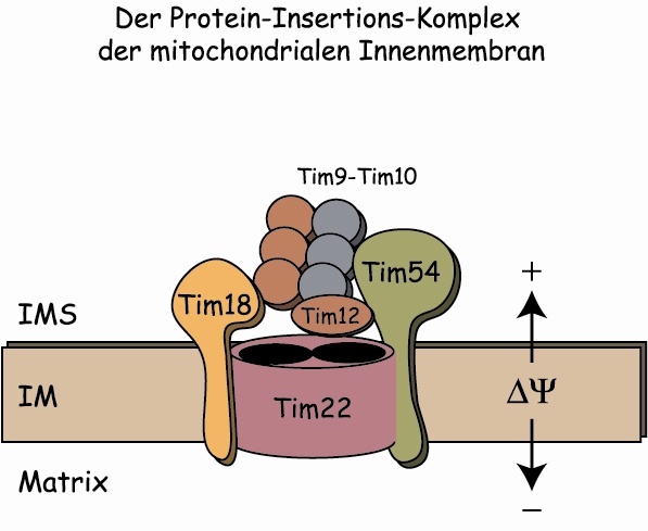 Der TIM22 Komplex baut über eine Doppelpore Proteine in die innere Mitochondrienmembran ein. Antrieb dieses Vorgangs ist das elektrische Membranpotential.