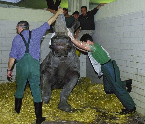 Ein Nashornbulle wird auf die Spermaentnahme vorbereitet.