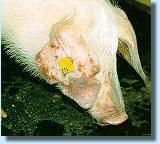 Hautblutungen an den Ohren eines akut an Schweinepest erkrankten Schweines