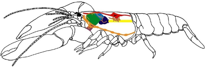 Der schematische Aufbau eines Krebstieres: Nervensystem (orange), Herz (rot) und die vier Magenteile, Ösophagus (violett), Speisesack (grün), Gastrische Mühle (hellblau) und Pylorus (blau).