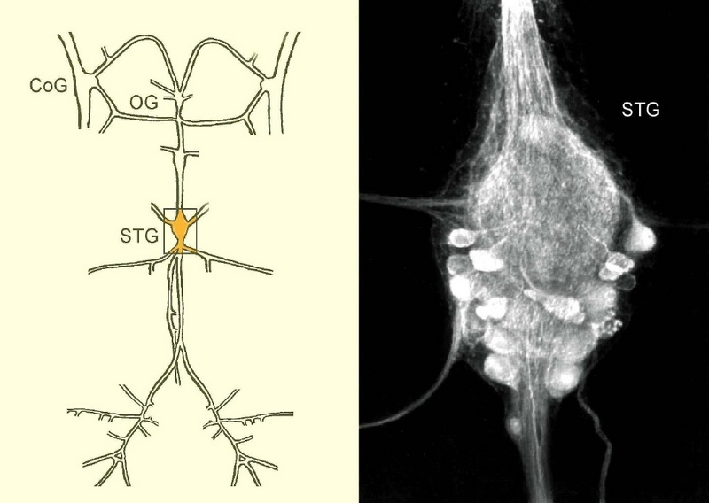 Fünf Nervenknoten hat der Hummer zur Steuerung der Magenbewegungen. Das STG enthält die wesentlichen dreißig Neuronen (links). Rechts eine Laserscanning-Mikroskop-Aufnahme des STG mit einzelnen Neuronen (weiße Knötchen).