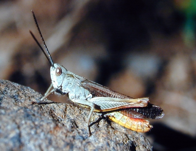 Der Nachtigallgrashüpfer (Chorthippus biguttulus)