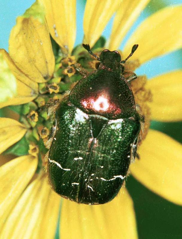 Der Goldglänzende Rosenkäfer ist 14 - 20 mm groß. Auf den metallisch grün- oder kupferglänzenden Flügeldecken sind helle Querflecken.