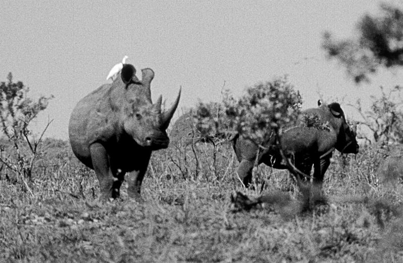 Ein Bild aus der Vergangenheit: Zwei Nördliche Breitmaulnashörner im Sudan, aufgenommen 1960. Die Unterart scheint nun in freier Natur endgültig erloschen zu sein 