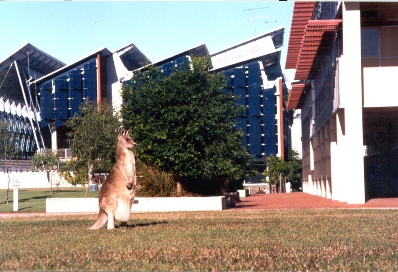Bibliotheksgebäude der University of the Sunshine Coast - mit Kangaroo