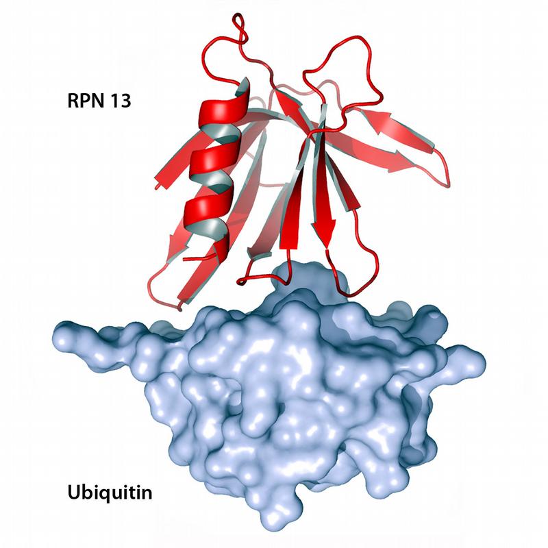 Rpn13-Rezeptor mit angelagertem Ubiquitin: Im Eingangsbereich des zellulären "Müllschredders", dem Proteasom, wacht der Rezeptor Rpn13 (rotes Bändermodell) darüber, dass nur Eiweiße geschreddert werden, die tatsächlich nicht mehr gebraucht werden. Er erkennt die Ubiquitin-Einheiten (blaues Oberflächenmodell), mit denen die Zelle zu entsorgende Proteine markiert.