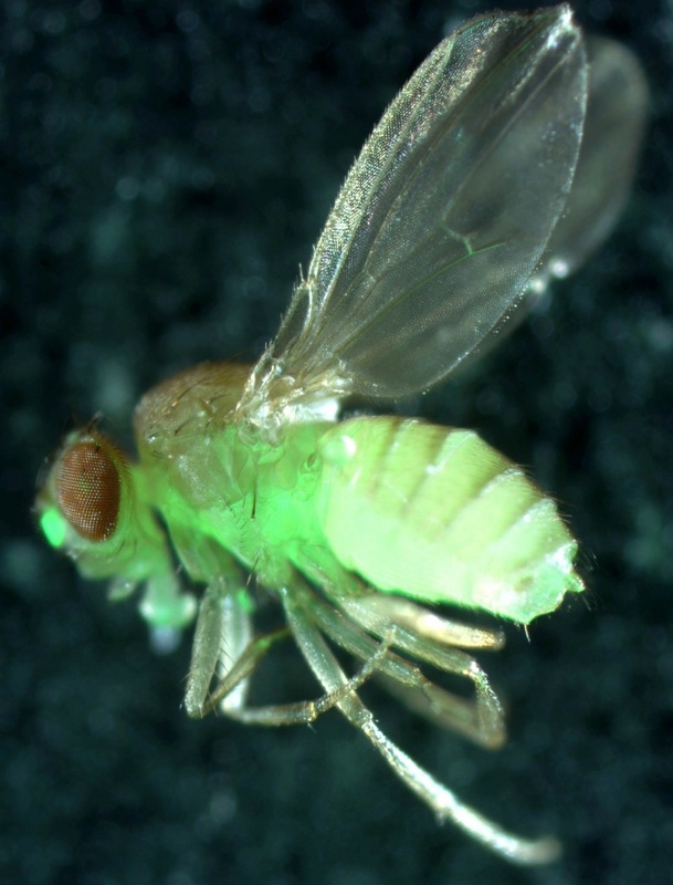 Bild einer Taufliege Drosophila, deren  Fett-speichergewebe durch die Expression von GFP (green fluorescent protein) grün angefärbt ist.