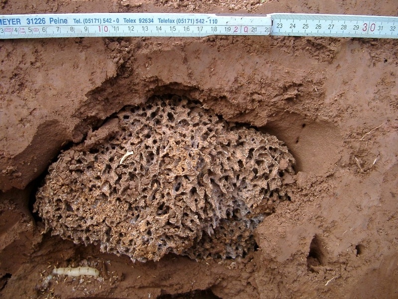 Ein Termitennest in einem Deich, links unten die Königin; wird sie getötet, stirbt das Termitenvolk binnen weniger Jahre.