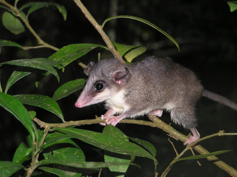 Beutelratte