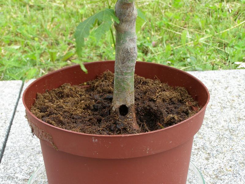 Ausbohrloch des Citrusbockkäfers aus von Privatperson gekauftem Ahorn (Acer palmatum)