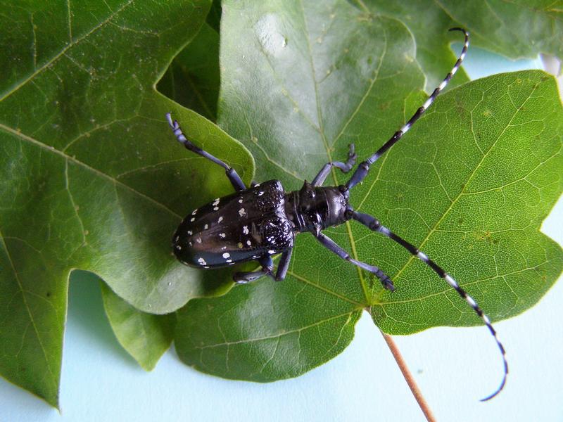 Citrusbockkäfer, Anoplophora chinensis
