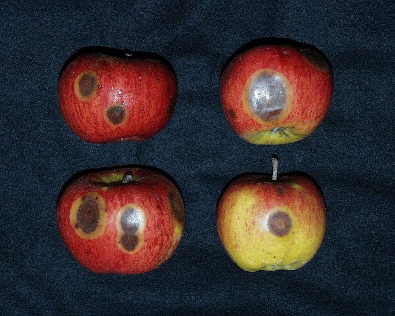 Gloeosporium-Fäule an Bio-Äpfeln der Sorte Topaz