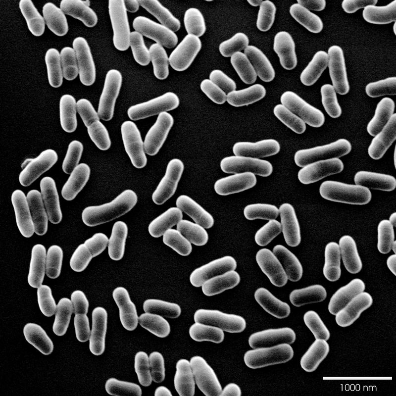 Bifidobakterien helfen Frühgeborenen besser zu gedeihen 
