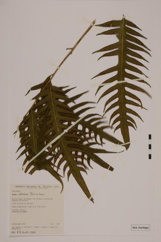 Der in Bolivien gesammelte Farn Pteris altissima im Göttinger Universitätsherbarium.