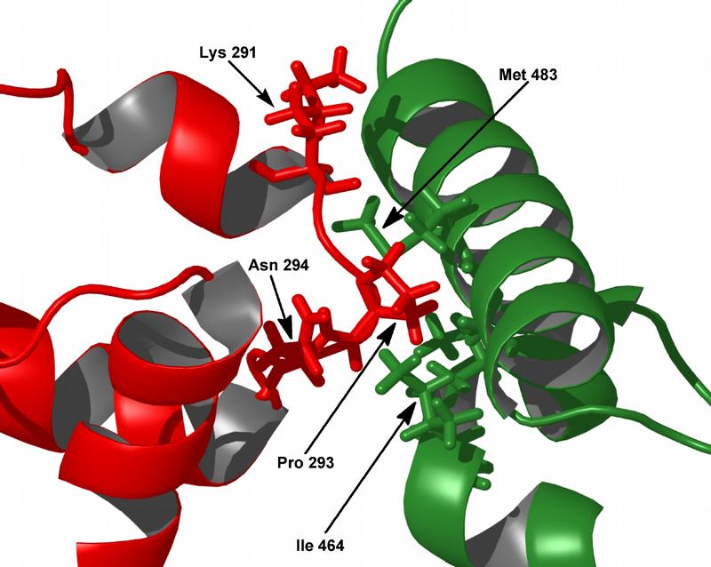 Die Struktur des Komplexes zweier Proteine (S. Prasch, Bayreuth)