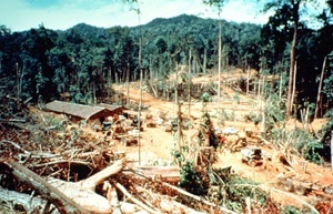 Abholzung in Malaysia