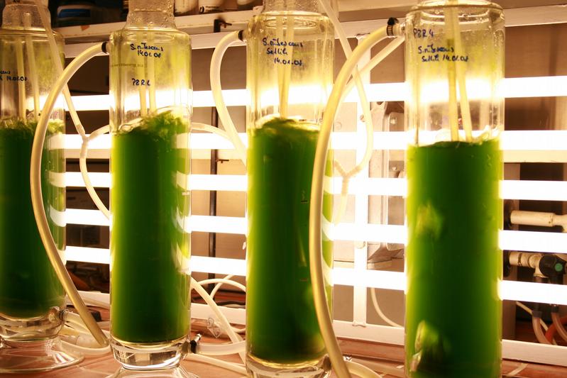 Mikroalgen im Blasensäulenreaktor  