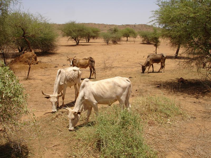 Aufnahme aus dem westafrikanischen Burkina Faso