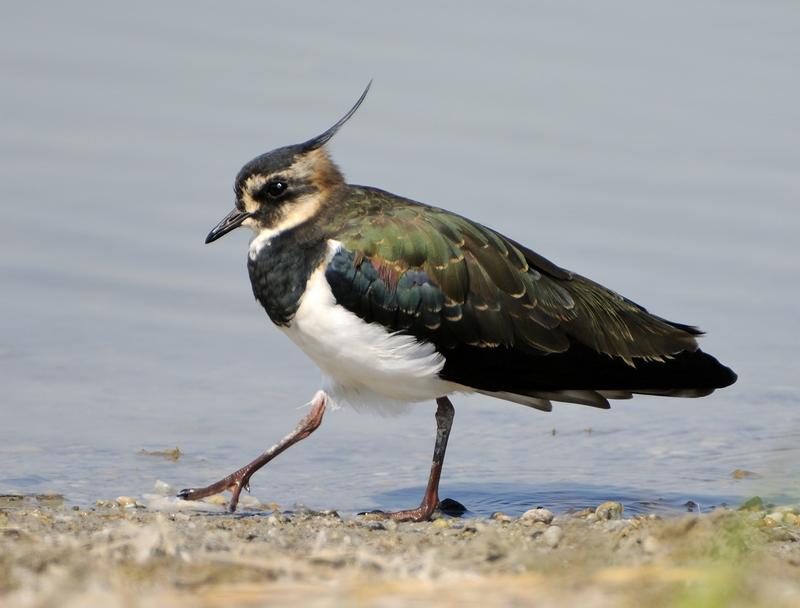 Der Kiebitz zählt zu den Arten, durch deren Schutz andere Arten mit ähnlichen Ansprüchen ebenfalls bessere Lebensbedingungen erhalten. 