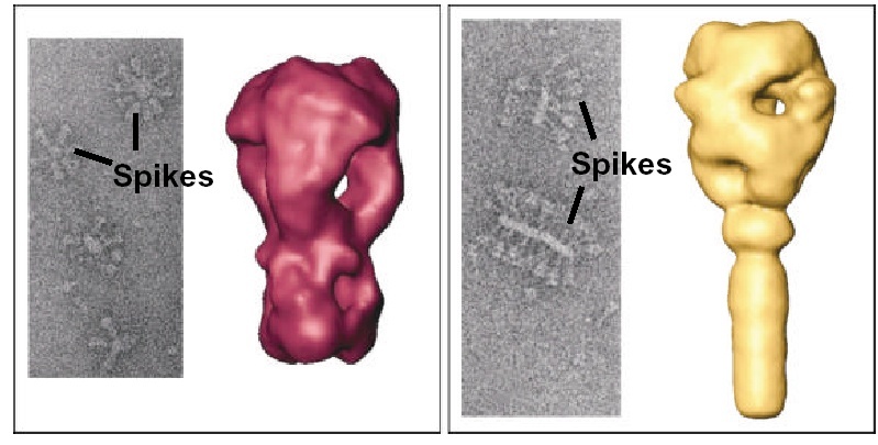 Elektronenmikroskopische Aufnahmen von isolierten Spikes unterschiedlicher Viren