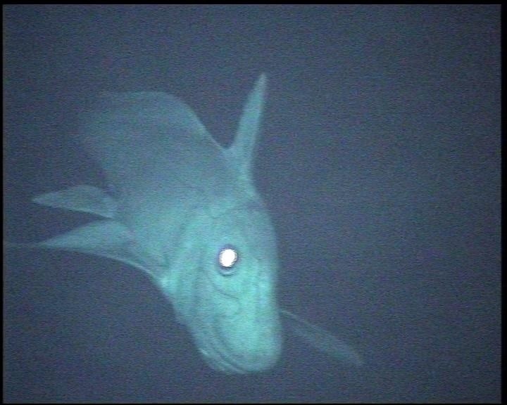 Ein Blick in eine noch größtenteils unbekannte Welt. Wie dieser Fisch sind die meisten Tiere der lichtlosen Tiefsee farblos.