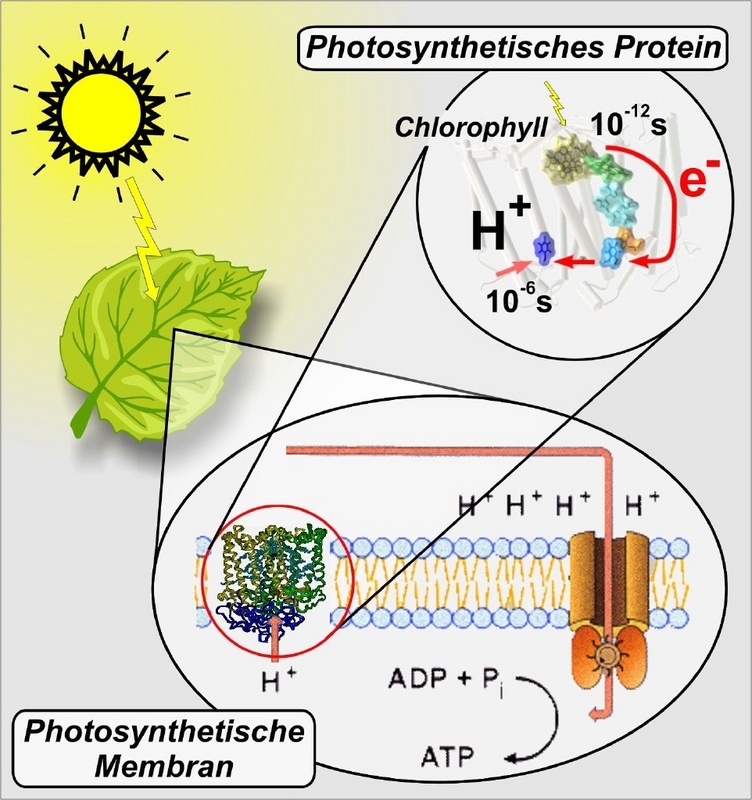 Photosynthese: Wie Pflanzen Sonnenlicht in chemische Energie umwandeln