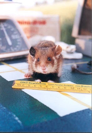 Vor der Umsiedlung werden die Hamster von Wissenschaftlern der TU Braunschweig gemessen, gewogen und markiert. Foto: C. Kupfernagel, TU Braunschweig.