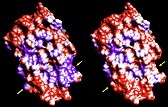 Vergleich der Oberflächen von herkömmlichem Interferon-beta (links) und der neuen löslichen Variante (rechts). Regionen veränderter Hydrophobizität sind mit Pfeilen markiert. Hydrophobe Regionen sind blau, hydrophile rot dargestellt.