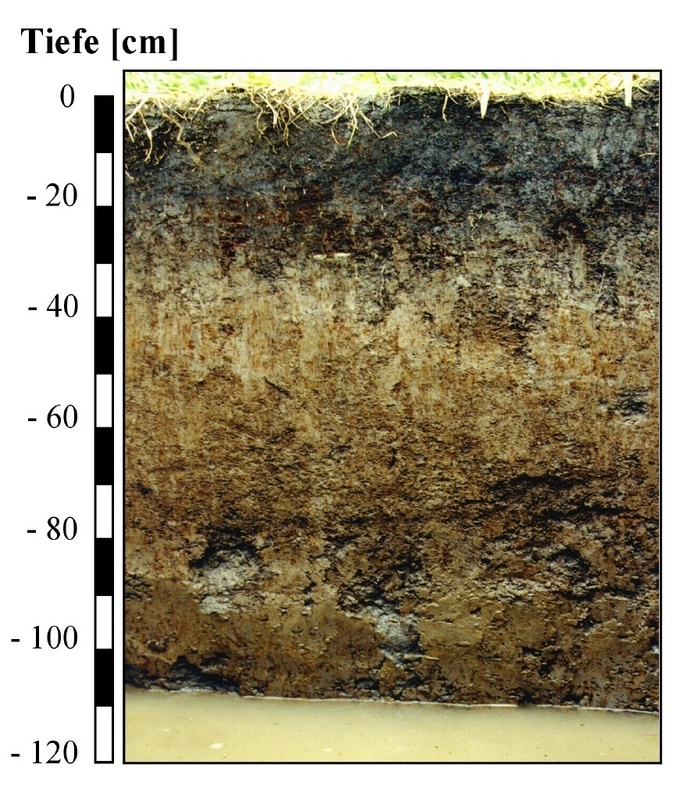 Belasteter Auenboden: Die dunkle Schicht oben reicht rund 40 Zentimeter tief; sie ist innerhalb von 150 Jahren entstanden und mit anorganischen und organischen Schadstoffen stark belastet.