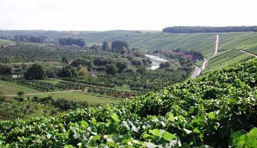 Blick auf den fränkischen Weinberg Escherndorfer Lump. Hier arbeiten Würzburger Vulkanforscher an einem Frühwarnsystem für Erdabgänge. Foto: Schuhmann