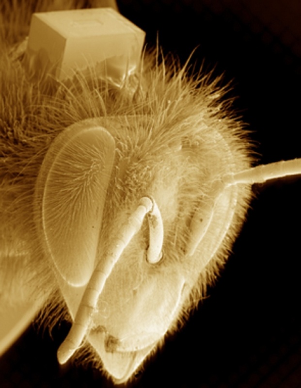 Auf dieser Honigbiene wurde ein 2,4 Milligramm leichter RFID-Chip montiert. Die Biene trägt den Chip ihr Leben lang und kann somit jederzeit identifiziert und in ihren Verhaltensweisen automatisch erfasst werden. Foto: © Beegroup Würzburg, Fiola Bock