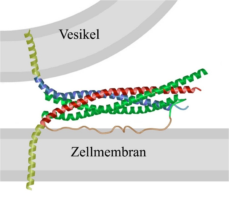 Der SNARE-Komplex heftet Vesikel und Plasmamembran zusammen. Drei Moleküle, hier rot, blau und grün, bilden einen helikalen Komplex. (Abb: Reinhard Jahn, Max-Planck-Institut für biophysikalische  Chemie)