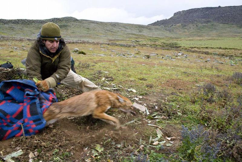 Ein Wolf wird nach der Impfung freigelassen