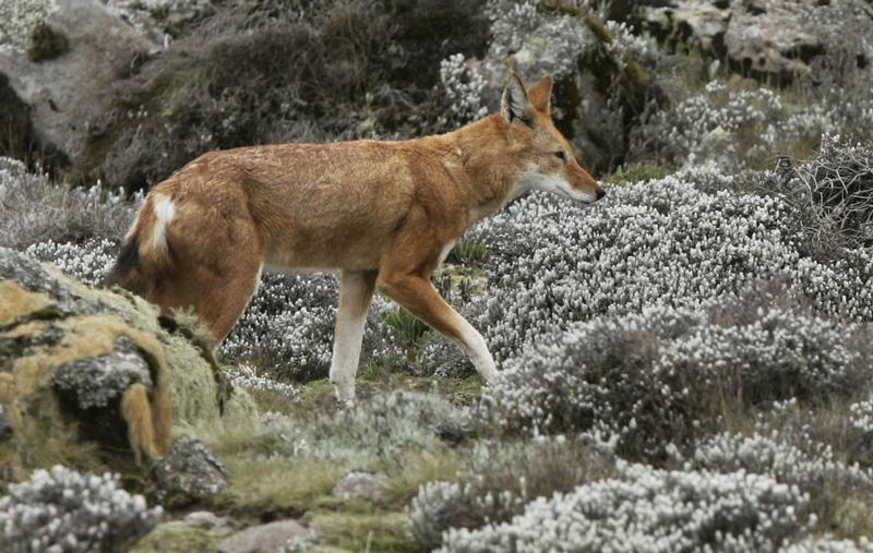 Äthiopischer Wolf (Canis Simensis)