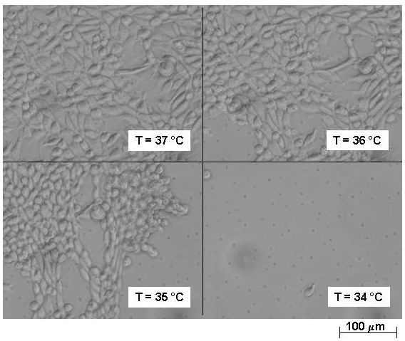 Durch Temperaturänderung ausgelöstes Ablösen von Zellen von einer mit einem Hydrogel beschichteten Oberfläche. (Bild: IPF Dresden e. V., D. Schmaljohann)