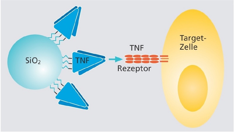 © Fraunhofer IGB - Die Nanopartikel sind mit bioaktivem Cytokin (TNF) verbunden. Binden sie an einen TNF-Rezeptor an, lösen sie eine spezifische Zellantwort aus.