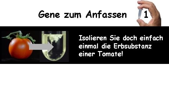 Experiment 1 von "Gene zum Anfassen"