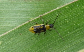 Die Flügeldecken des Käfers können dunkelbraun, aber auch braun-gelb gestreift sein.